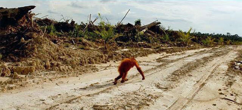 bezdomny orangutan