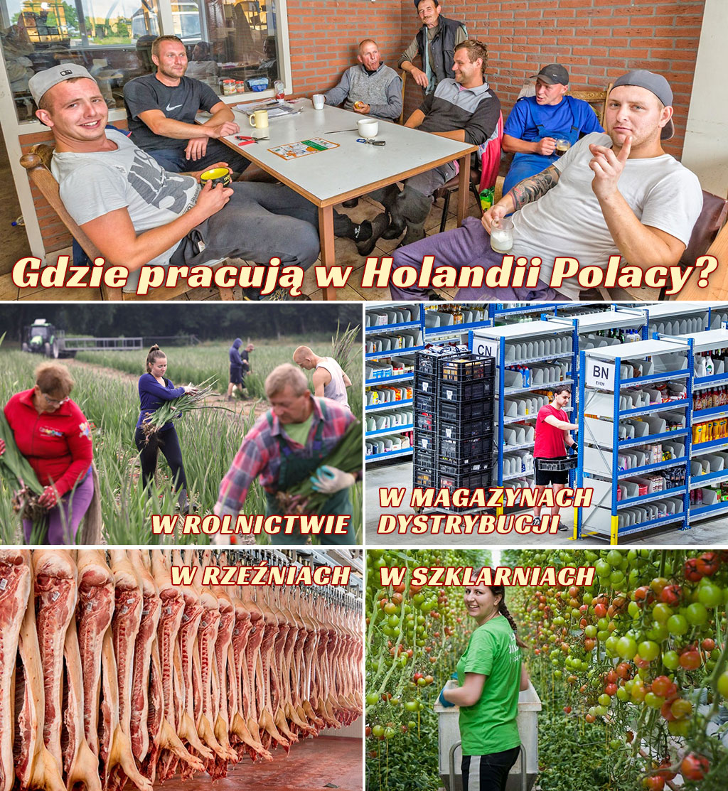 Polacy i praca w Holandii