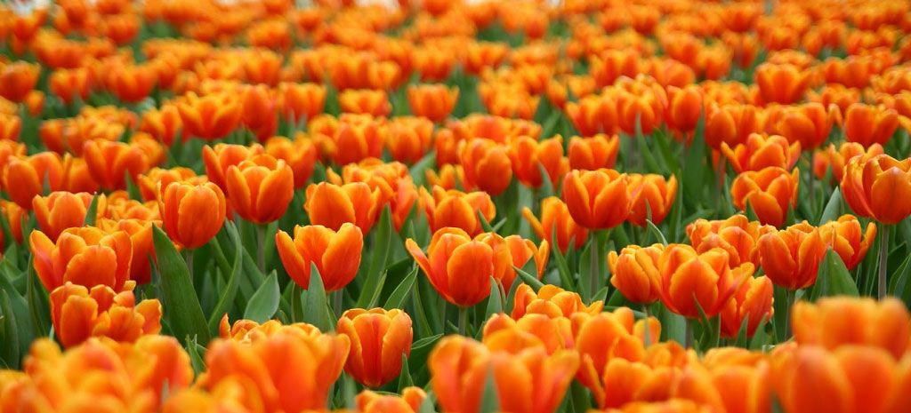 pomarańczowe tulipany