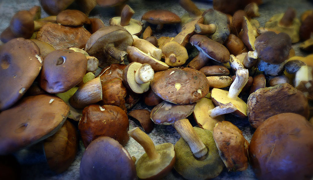 zbiór grzybów w Holandii