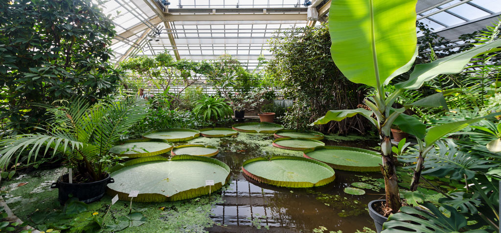 ogród botaniczny w Lejdzie