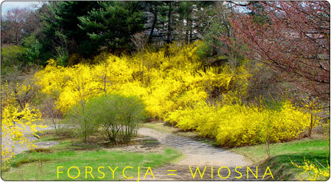 wiosenna forsycja