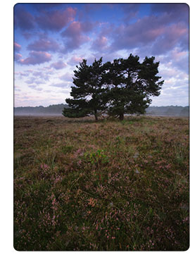 Wrzosowisko Leersumse Veld