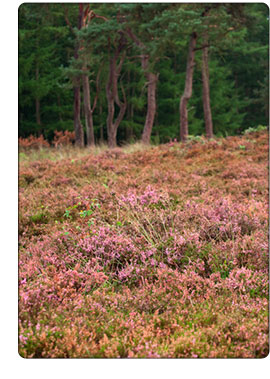 Wrzosowisko Leersumse Veld