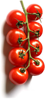 pomidory z Westland
