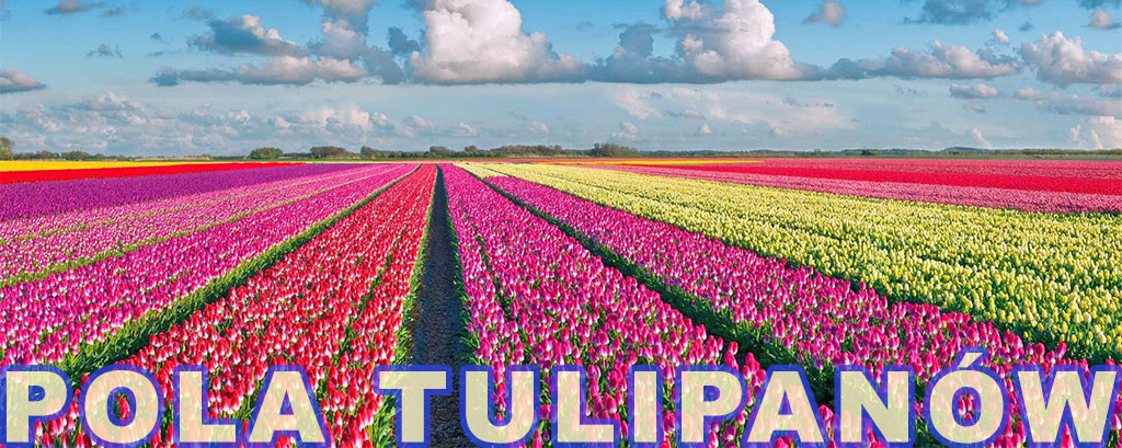 Pola tulipanów