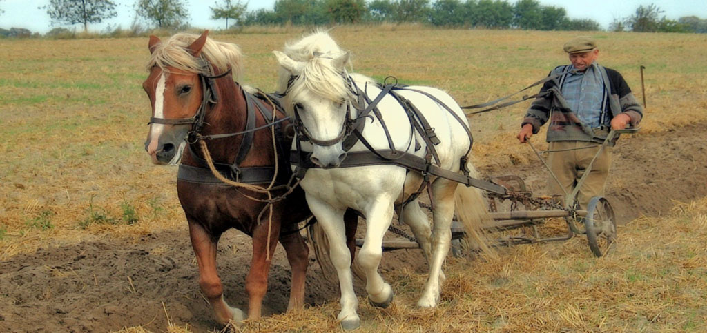 polska rolna