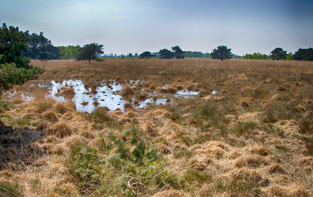 bagna i torfowiska w Holandii