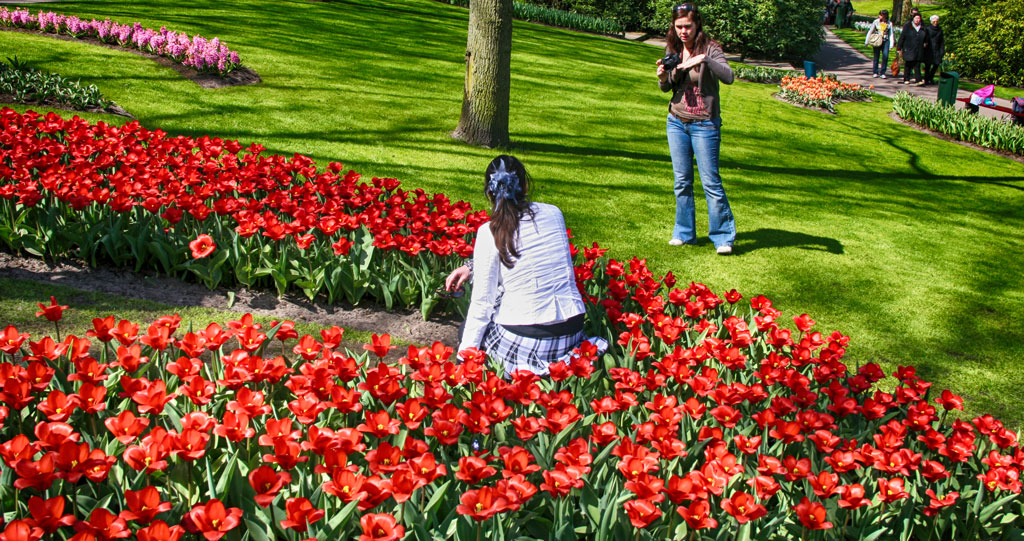 ogrody tulipanów