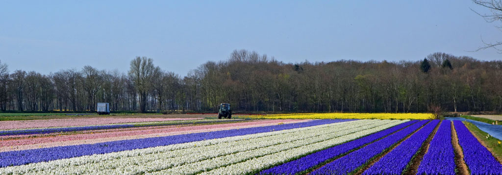 pola tulipanów