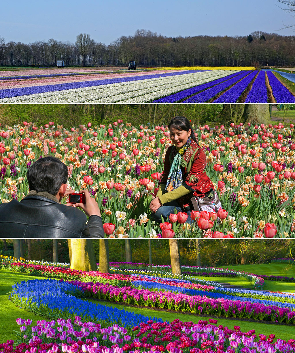 tulipany w Holandii