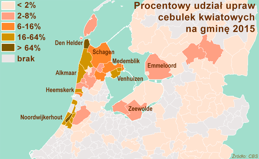 uprawy tulipanów