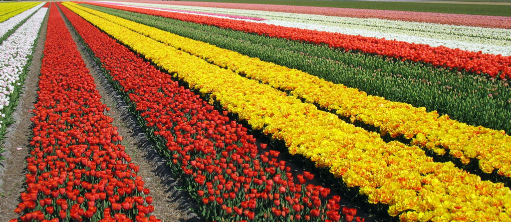 pola tulipanów w Holandii