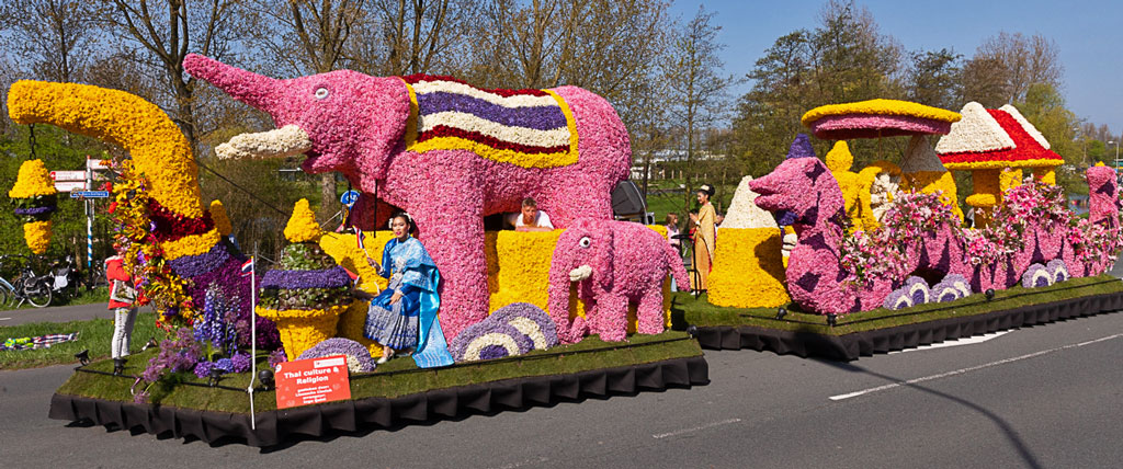 parada kwiatów w Holandii