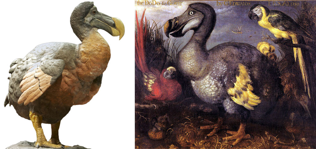ptak dodo