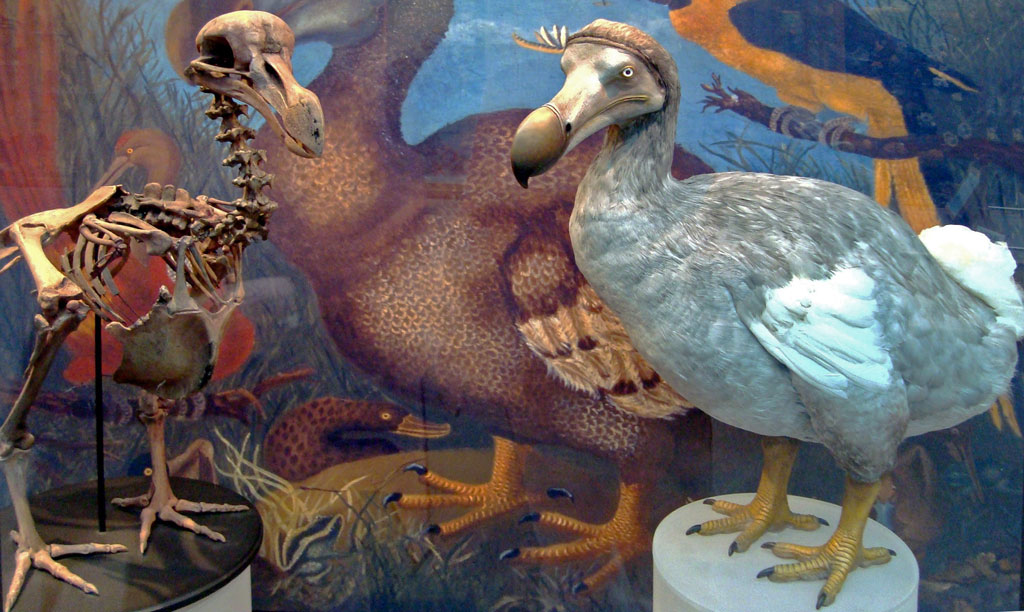 ptak dodo w muzeum