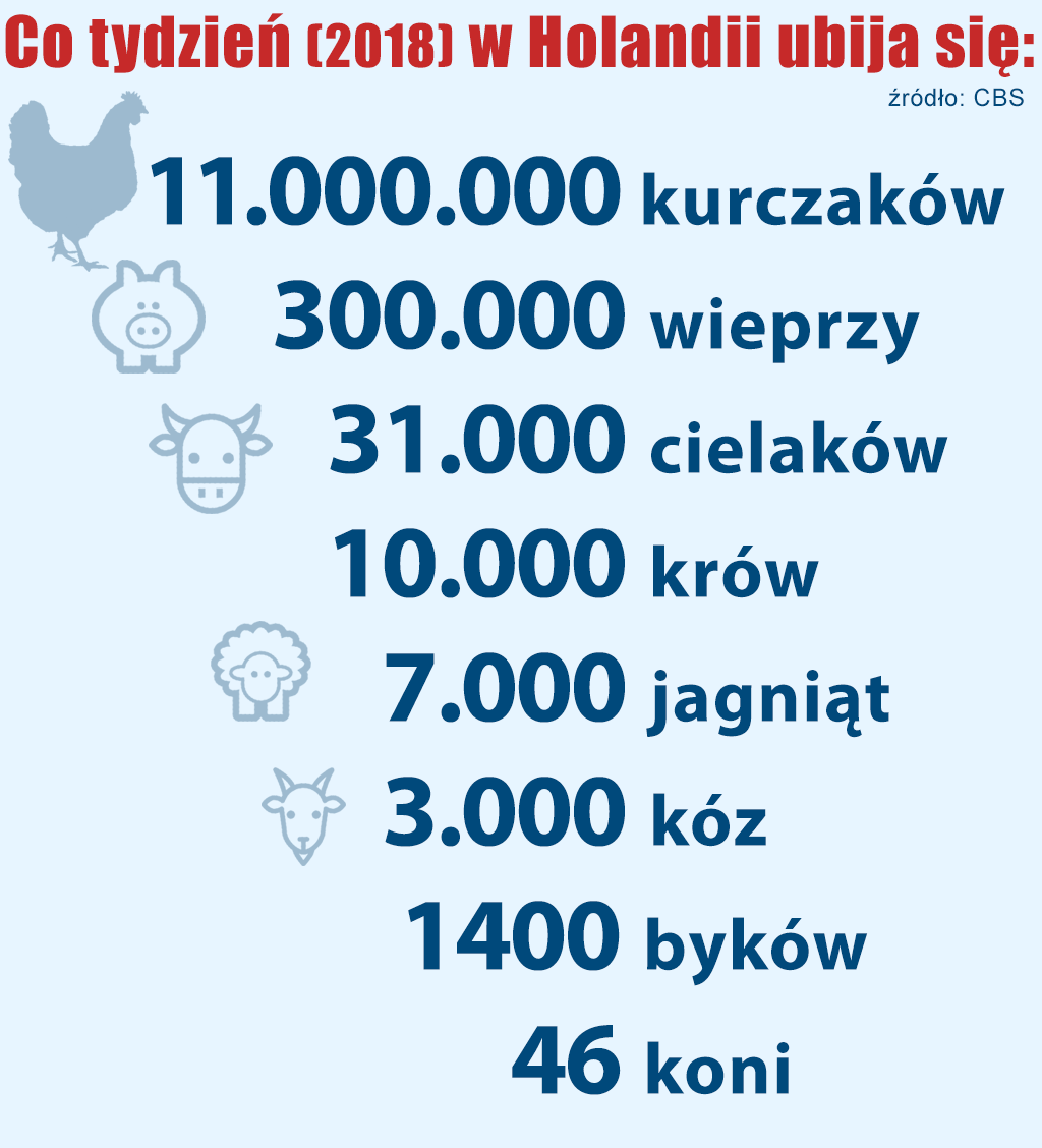 ubój zwierząt rzeźnych w Holandii