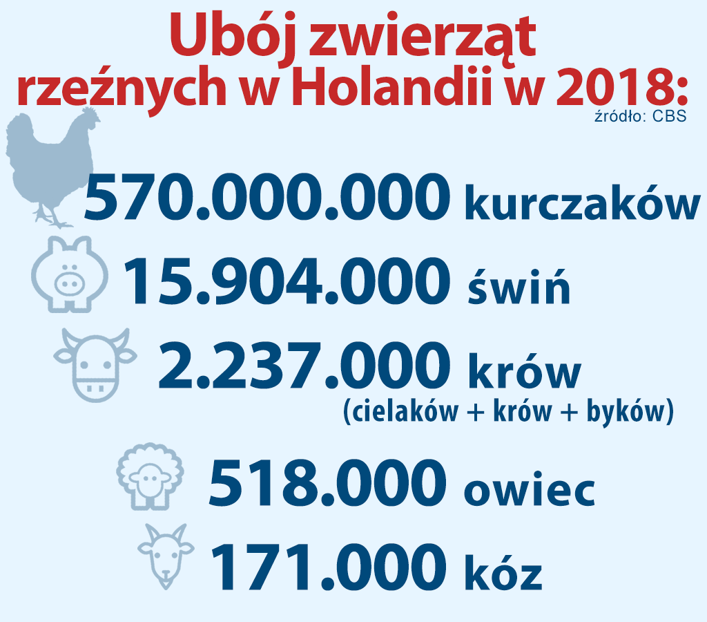 ubój zwierząt rzeźnych w Holandii