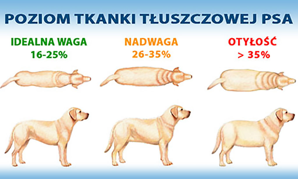otyłość psów