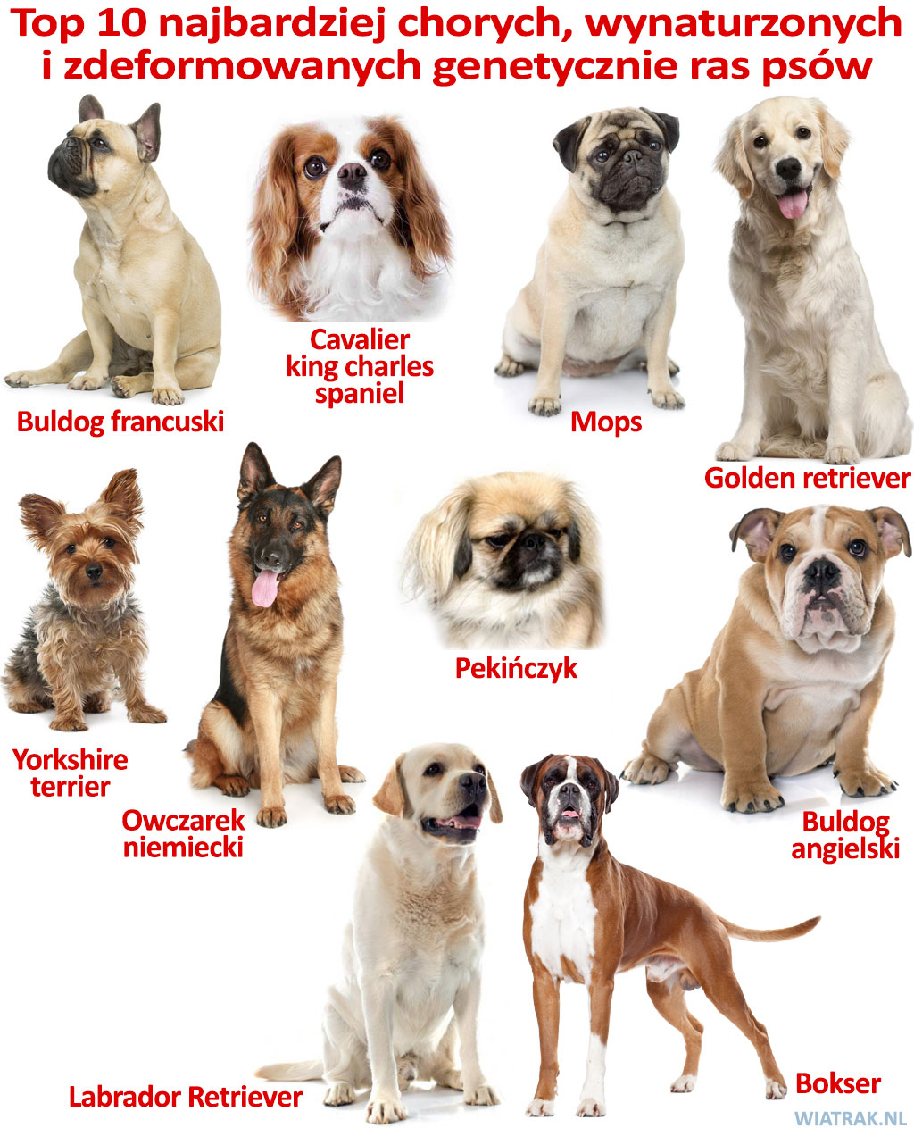 Lista najbardziej chorych ras psów