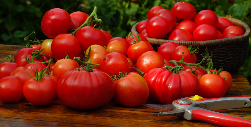 stare rasy pomidorów