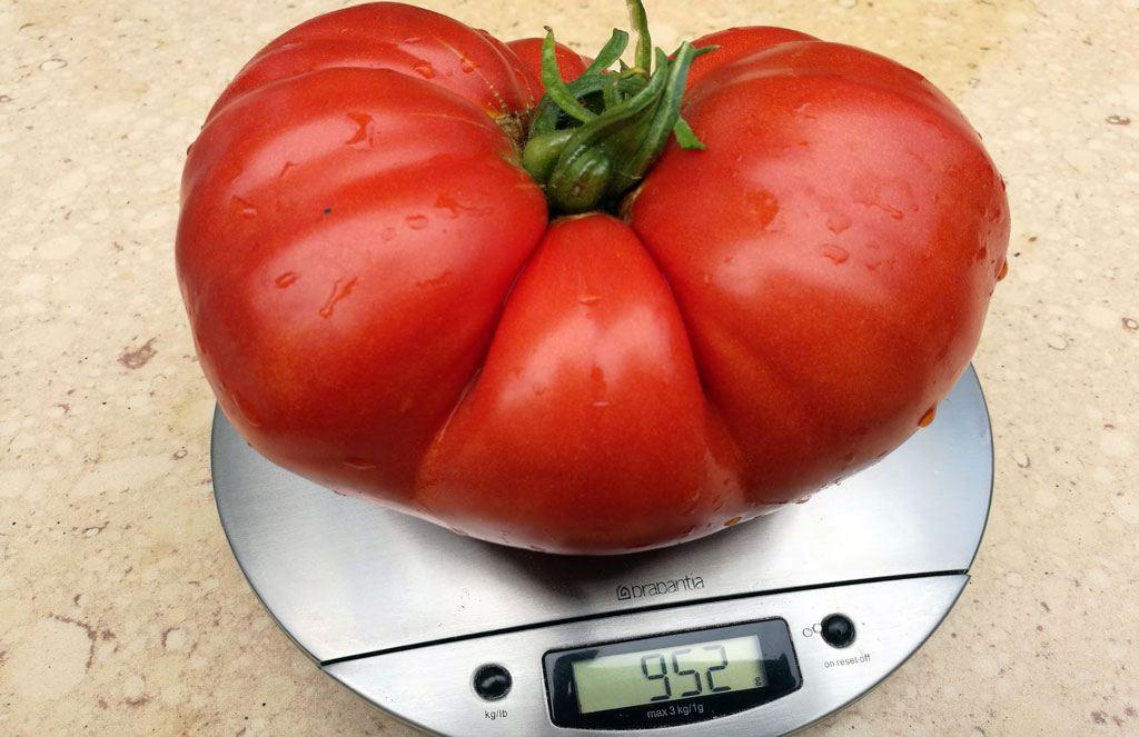 duży pomidor