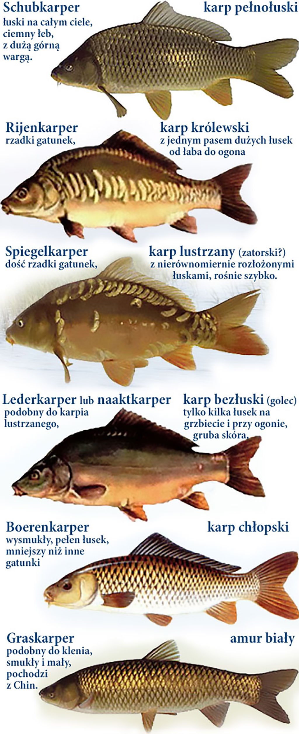 Karp w Holandii