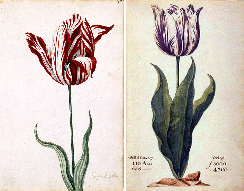 Tulipany w Holandii