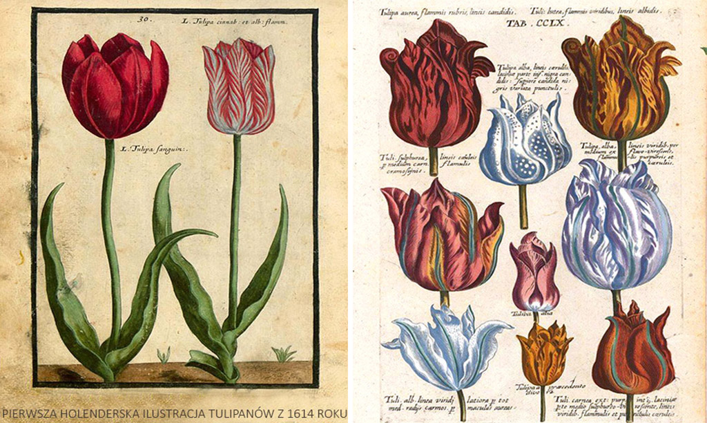Tulipany w Holandii