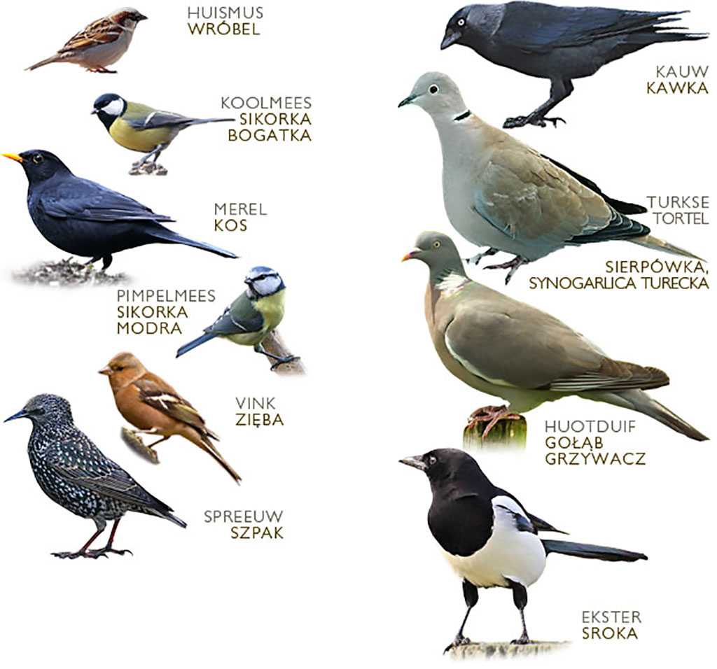 Najpowszechniejsze ptaki w Holandii