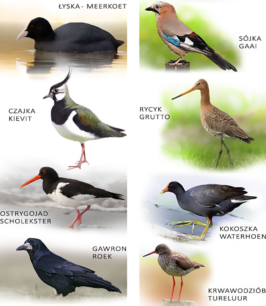 Ptaki powszechne w Holandii