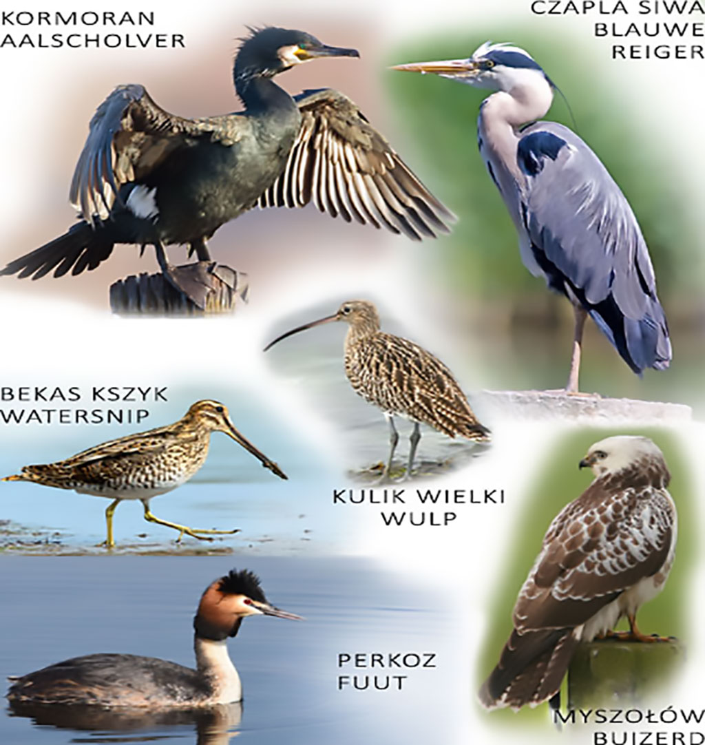 Ptaki powszechne w Holandii