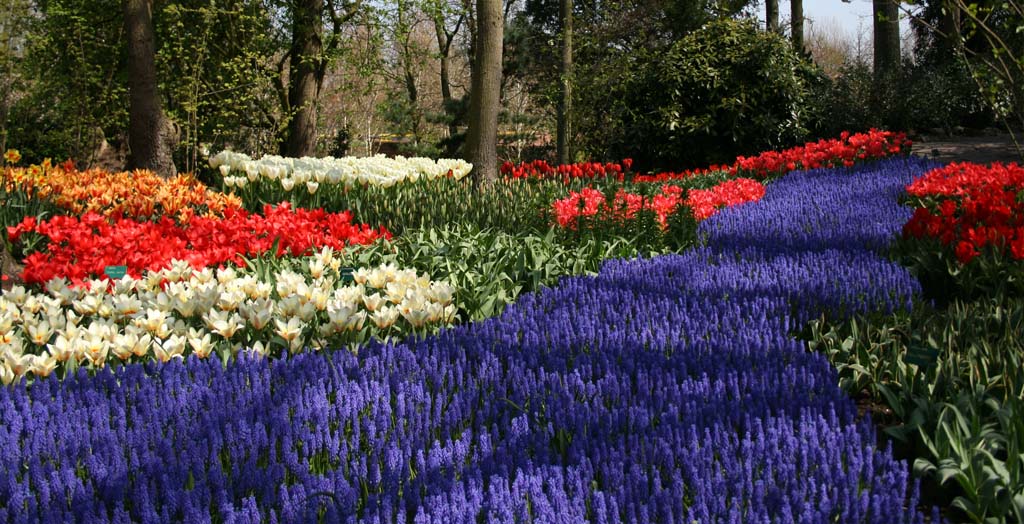 festiwal tulipanów w Keukenhof