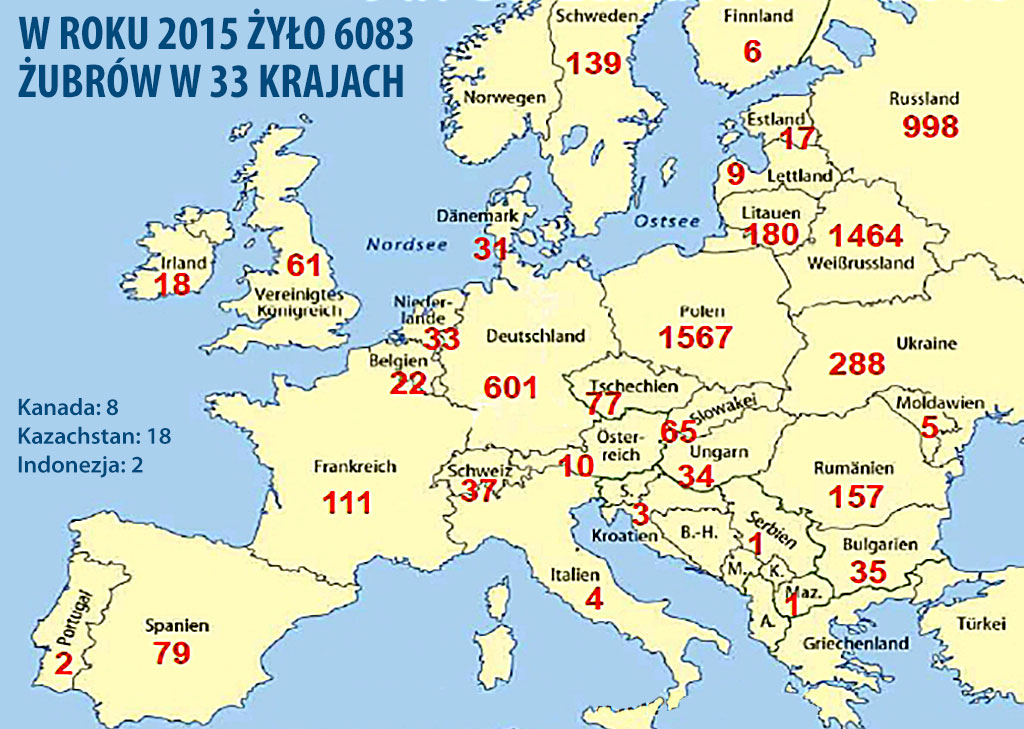 Żubry w Europie