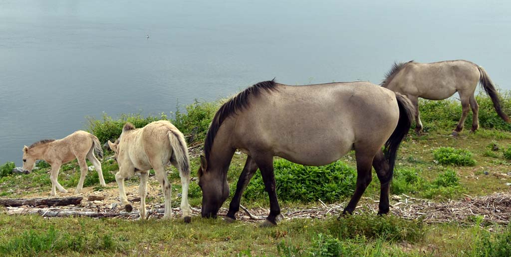 Konik polski w Holandii