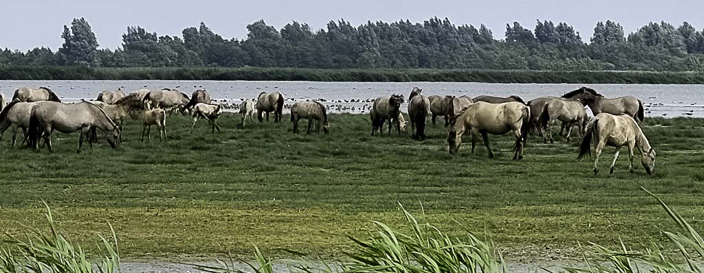 Konik polski w Holandii