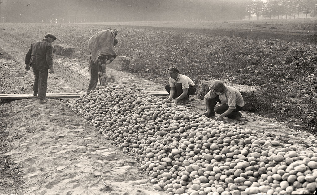 kopcowanie ziemniaków 