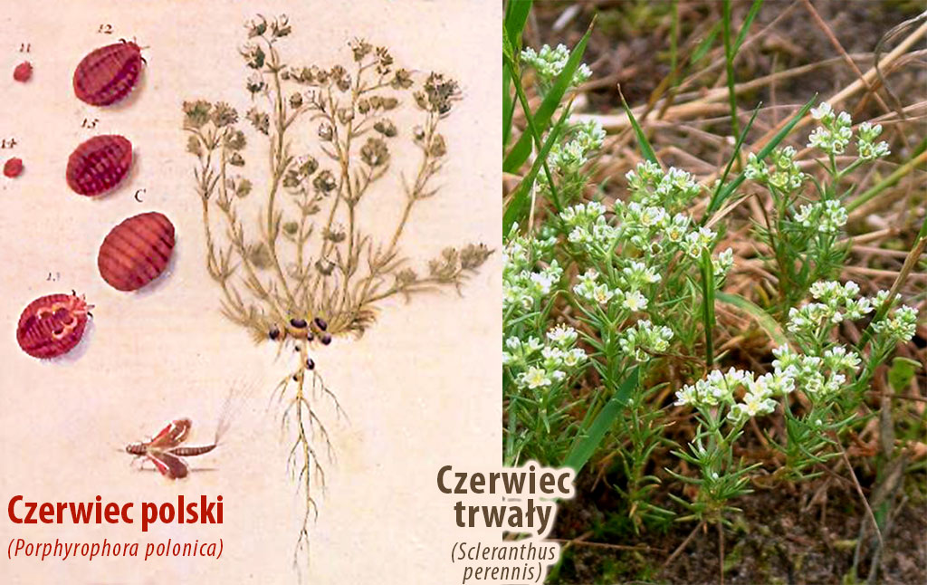 czerwiec polski