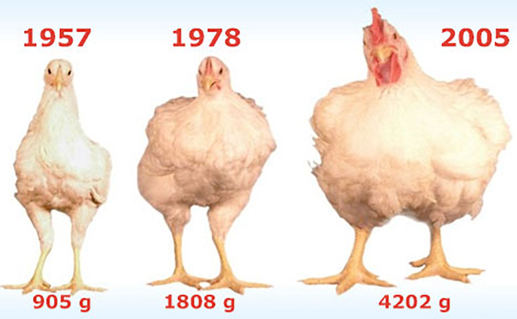 ewolucja kurczaka