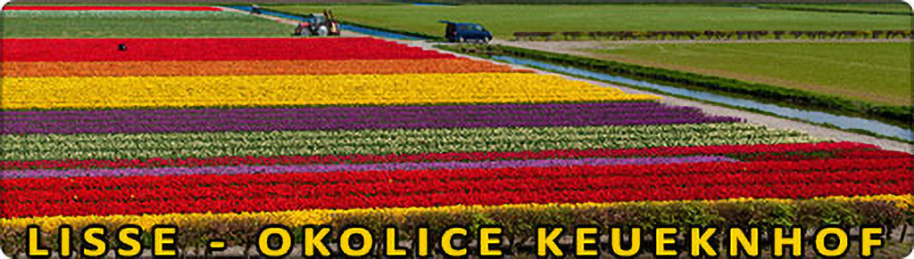 pola tulipanów w maju