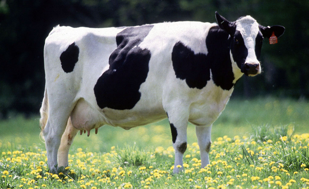 holenderska krowa