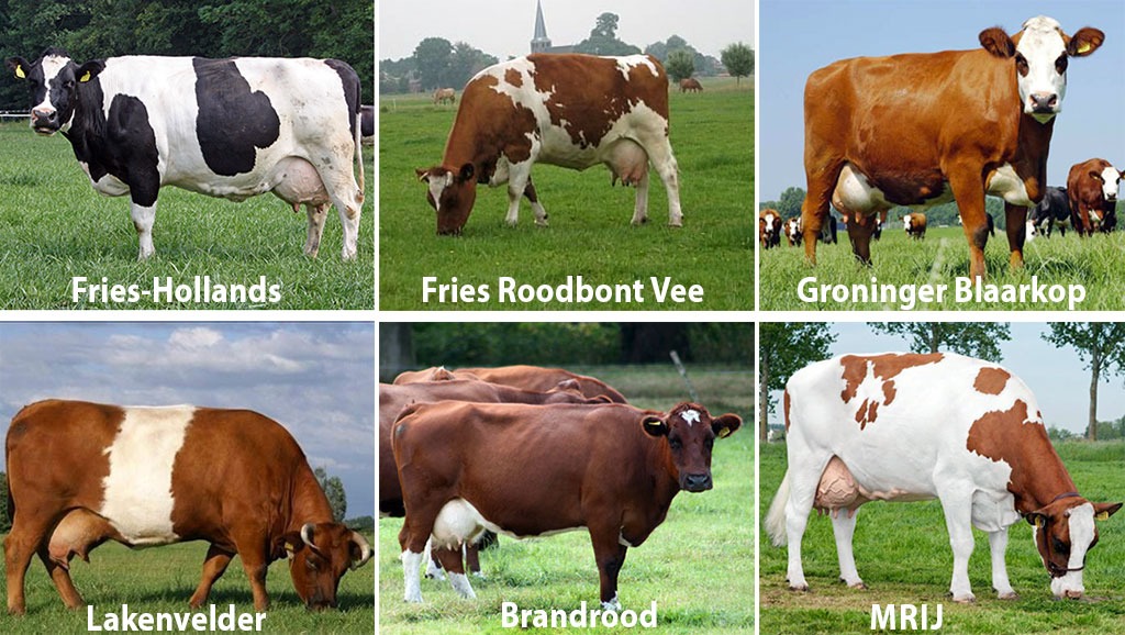 rasy holenderskich krów