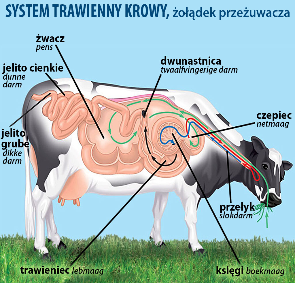 układ pokarmowy krowy