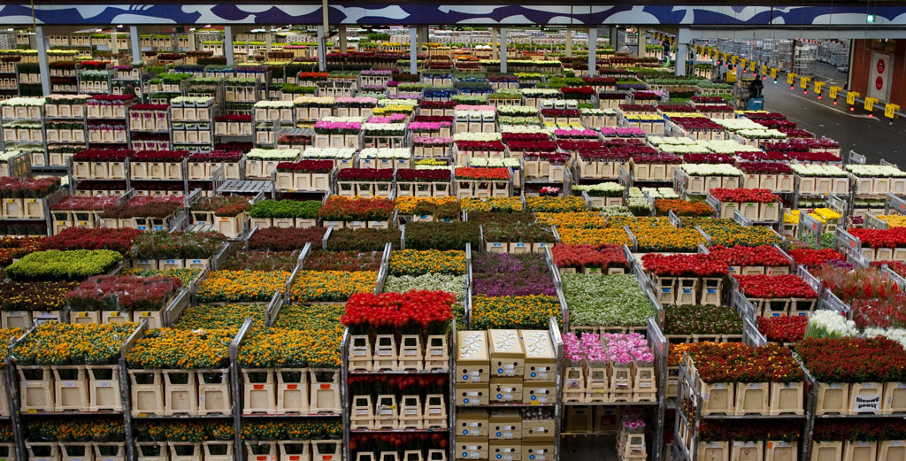 giełda kwiatowa w Holandii