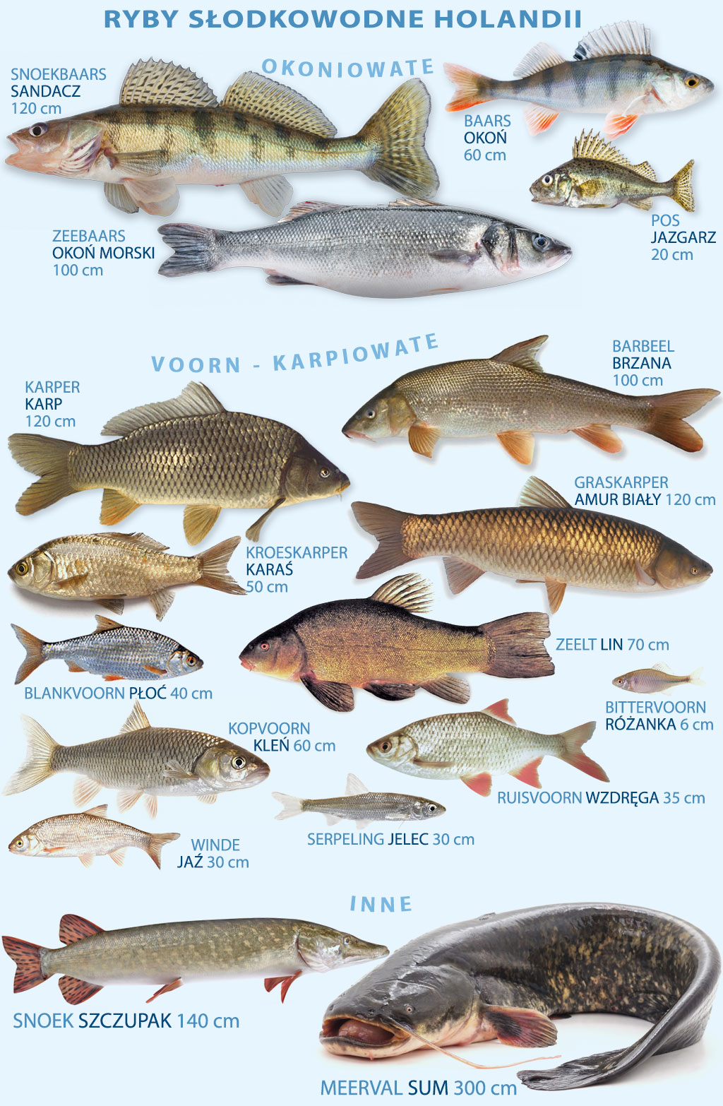 Najpowszechniejsze ryby słodkowodne w Holandii