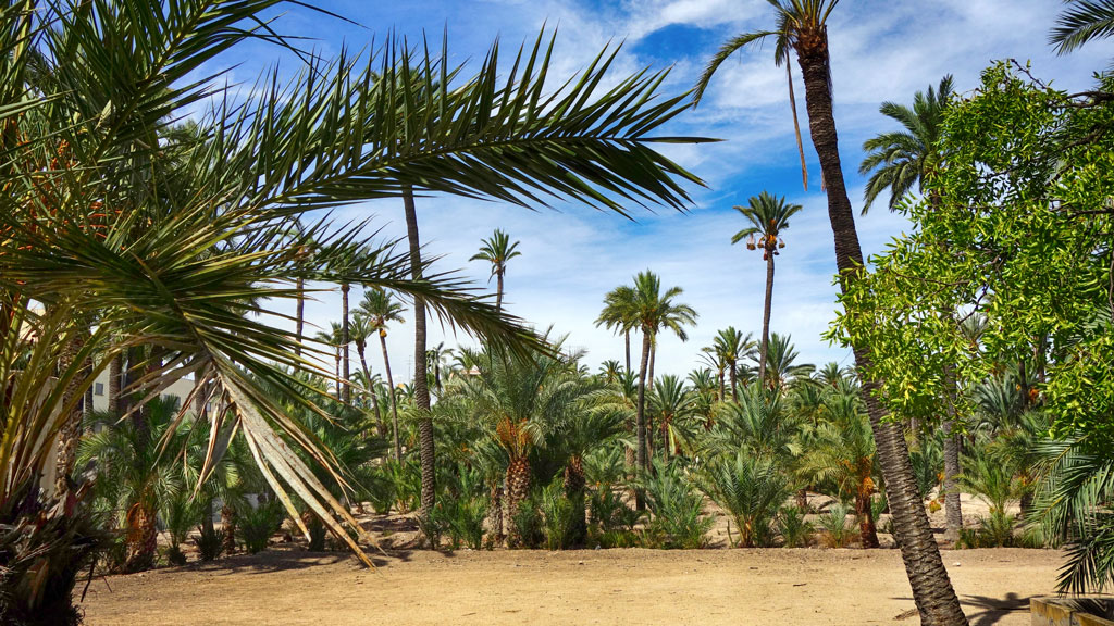 las palmowy w Hiszpanii