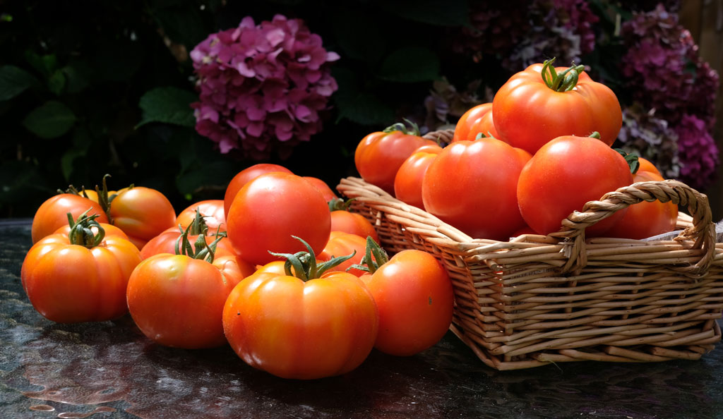 Pomidory własnego ogródka