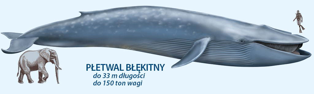 wieloryb błekitny