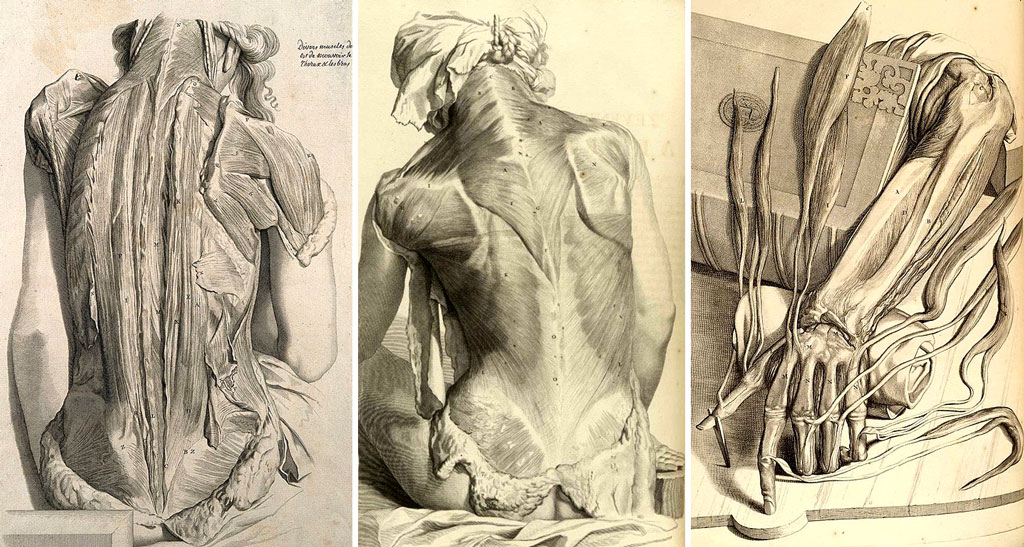 szkice mięśni człowieka