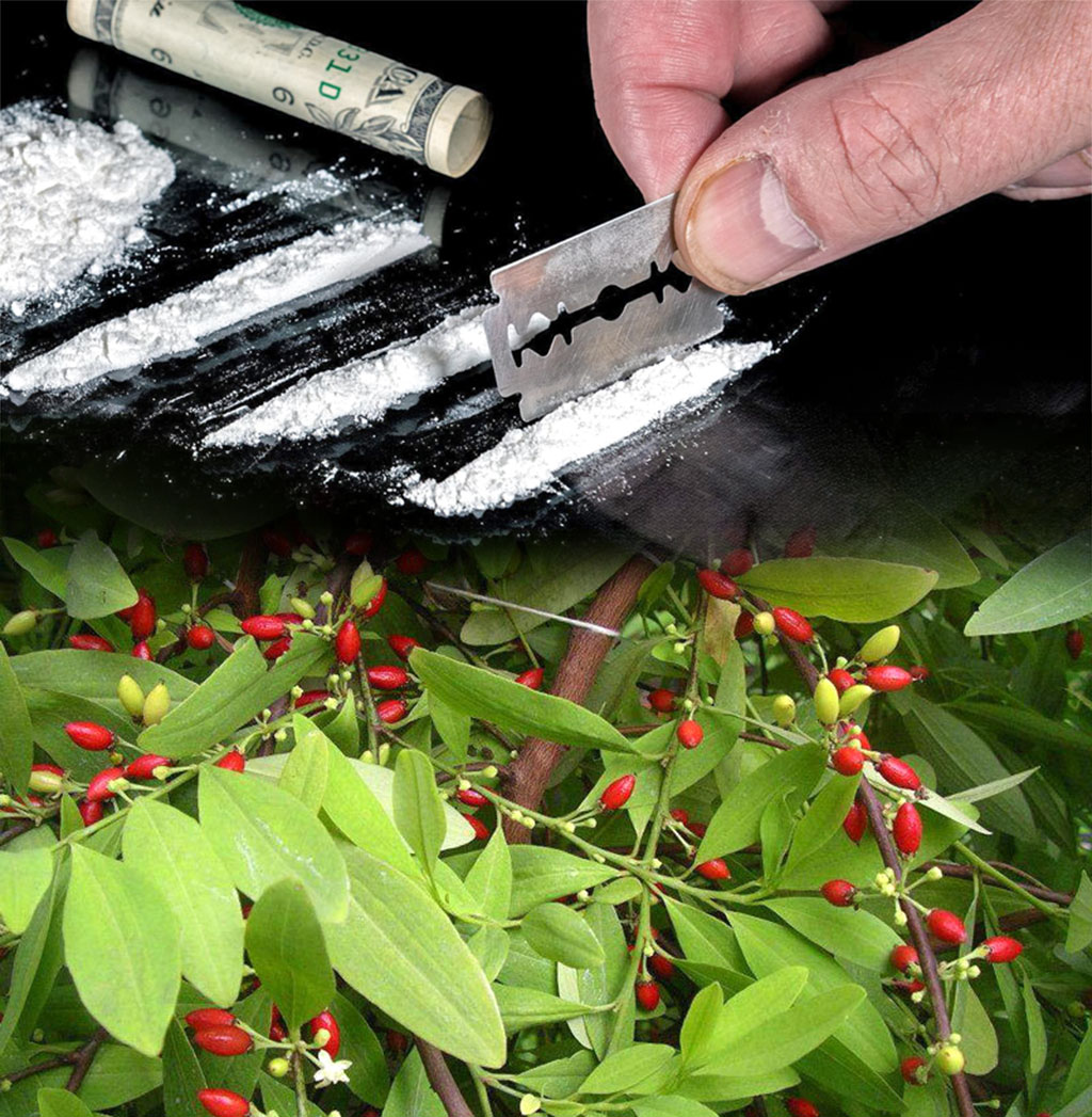 kokaina i liście koki